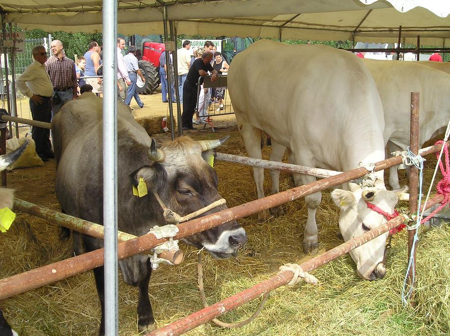 FieraBestiane (24).JPG